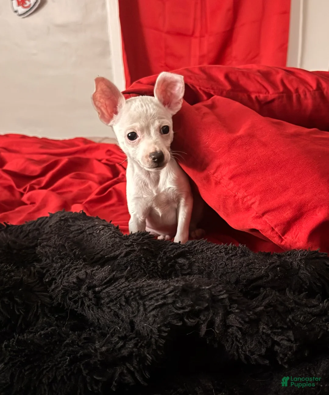 Chihuahua dogs for sale: Chihuahua Puppy 1 - Ad 2