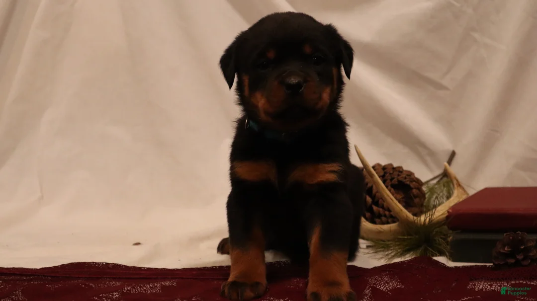 Rottweiler dogs for sale: Aubrey - Ad 5