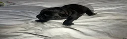 Cane Corso dogs for sale: Cane Corso Puppy 5 - Ad 2