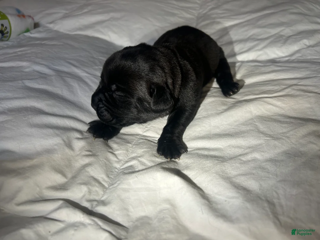 Cane Corso dogs for sale: Cane Corso Puppy 5 - Ad 2
