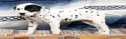 Dalmatian dogs for sale: Princess - Ad 4