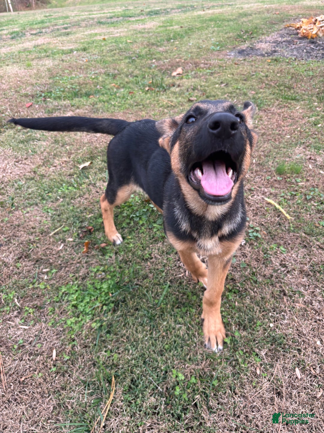 German Shepherd dogs for sale: Ruby  - Ad 2