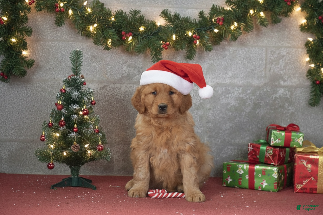 Golden Retriever dogs for sale: Dasher - Ad 1