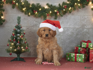 Golden Retriever dogs Dasher - Ad 4