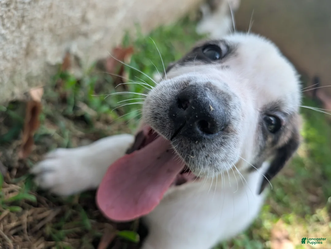 Mixed Breed dogs for sale: Zevlor - Ad 2
