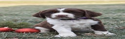 English Springer Spaniel dogs for sale: Marvin - Ad 1