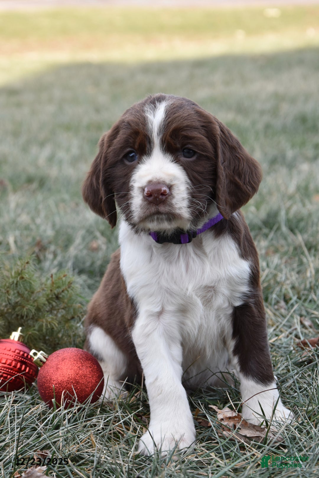 English Springer Spaniel dogs for sale: Marvin - Ad 1