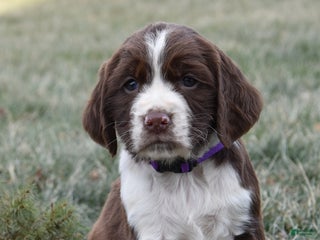 English Springer Spaniel dogs Marvin - Ad 2