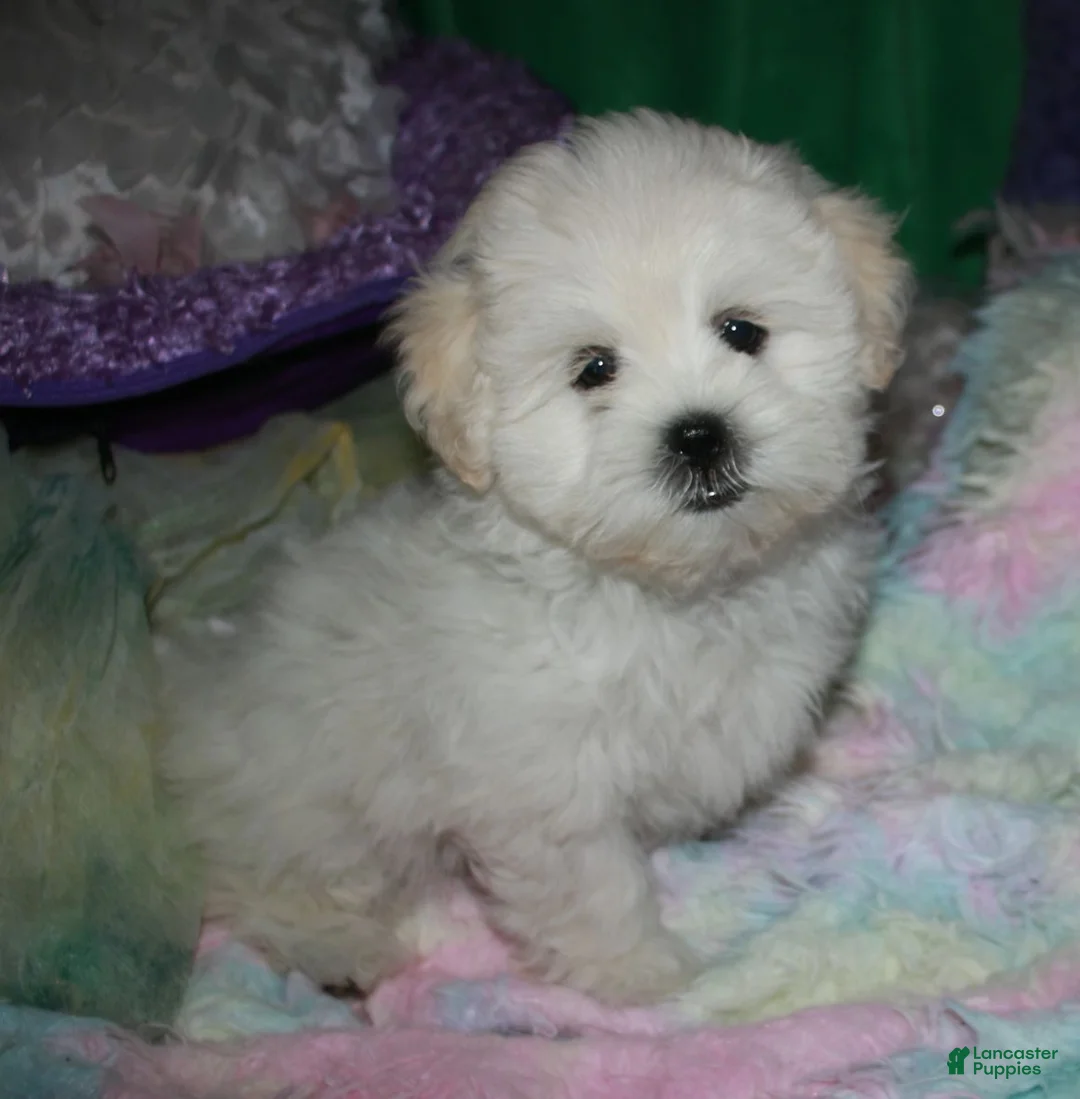 Shihpoo dogs for sale: JoJo  - Ad 1