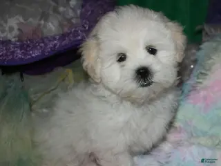 Shihpoo dogs for sale: JoJo - Ad 3