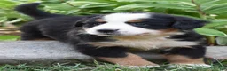 Bernese Mountain Dog dogs for sale: Ellie - Ad 2