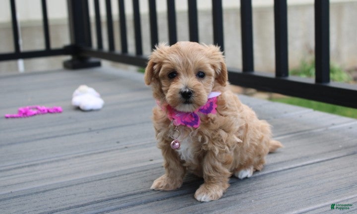 Maltipoo dogs Blair  - Ad 1