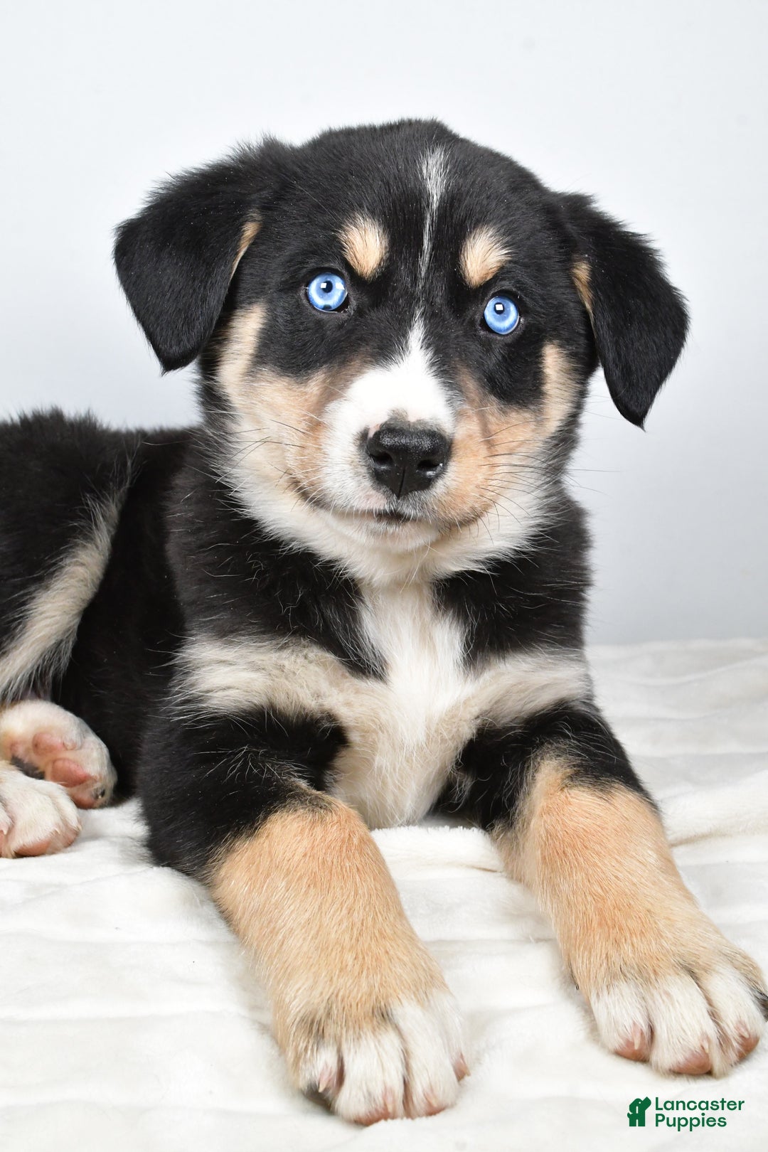 Mixed Breed dogs for sale: Bo - Ad 4