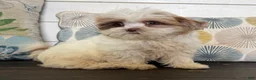 Shihpoo dogs for sale: Prince  - Ad 5