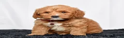 Mini Goldendoodle dogs for sale: Mr. Lionel - Ad 3