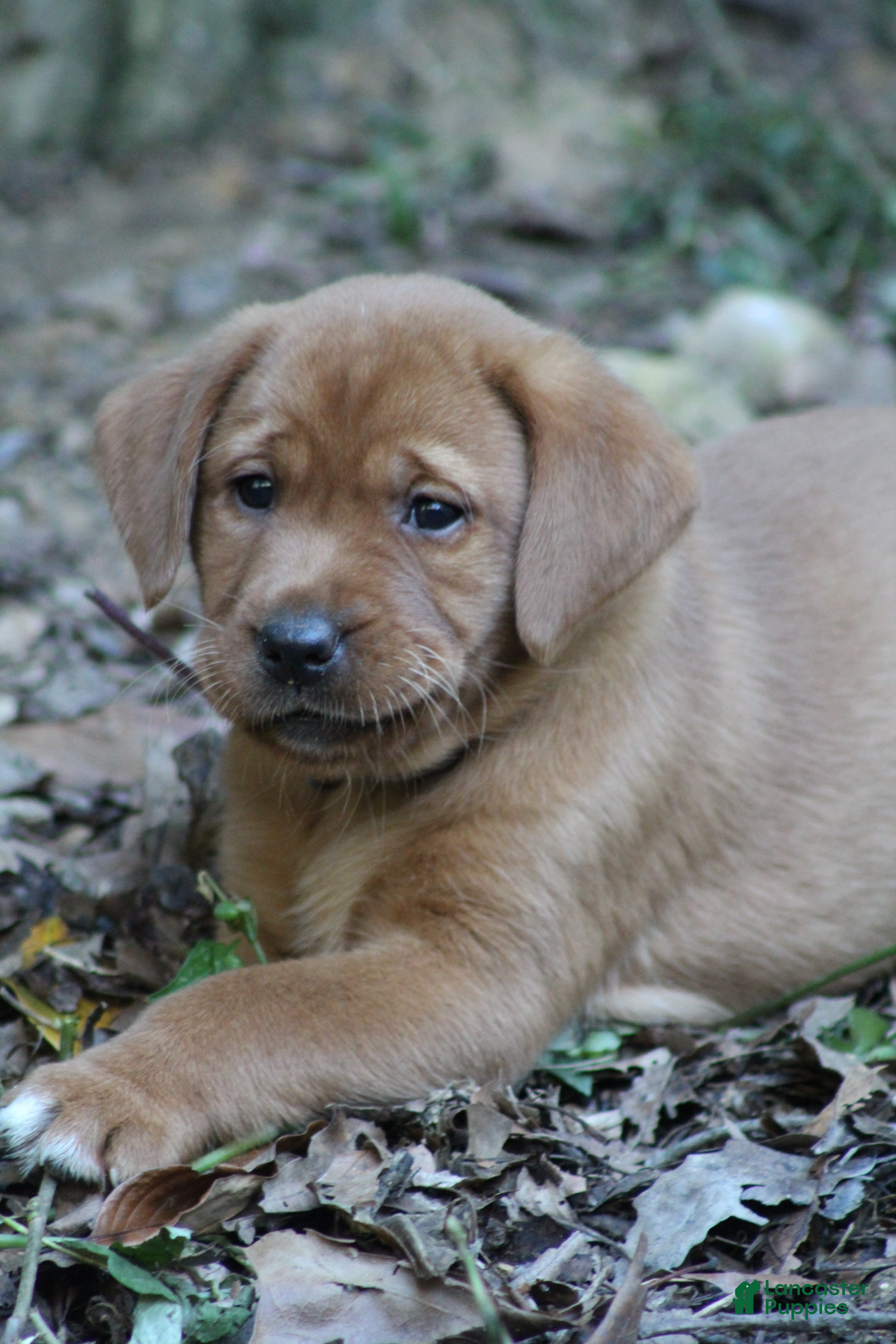 Labrador Retriever dogs Dutchess  - Ad 2