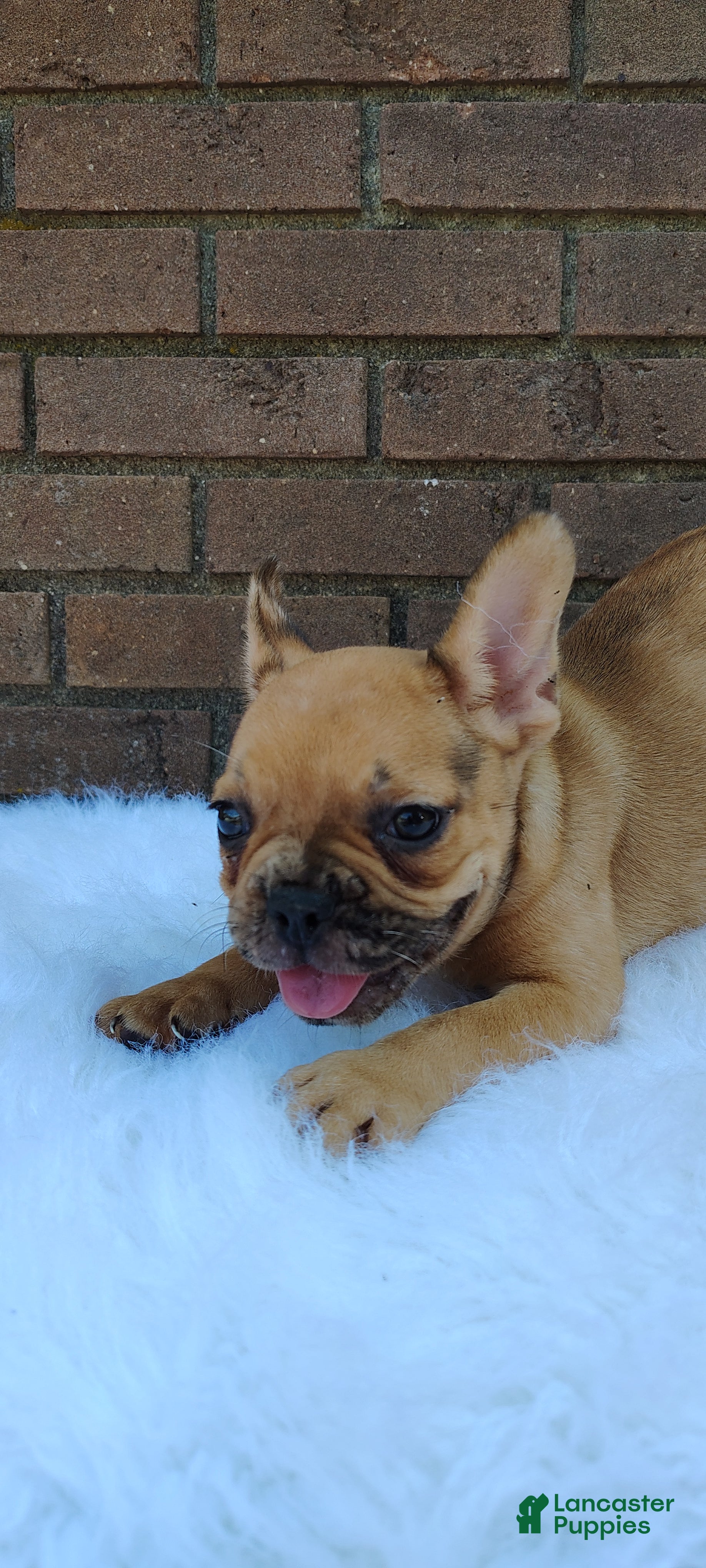 French Bulldog dogs for sale: Kaiser - Ad 3