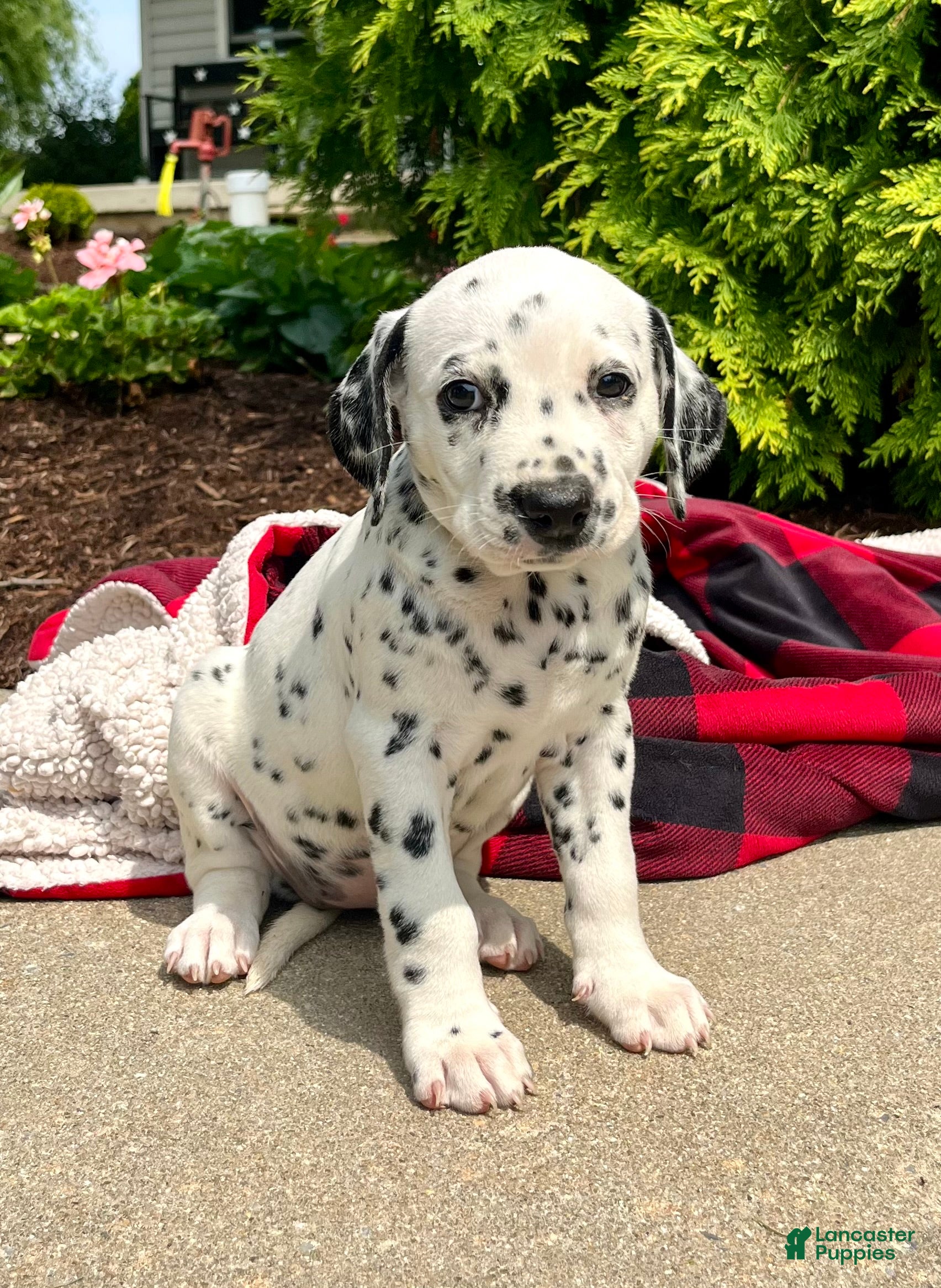 Dalmatian dogs Daphne - Ad 1