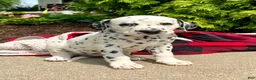 Dalmatian dogs for sale: Daphne - Ad 1
