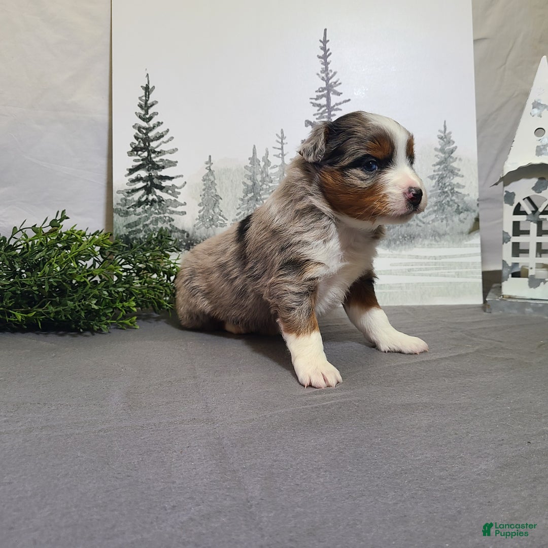 Miniature Australian Shepherd dogs for sale: Ashley - Ad 2