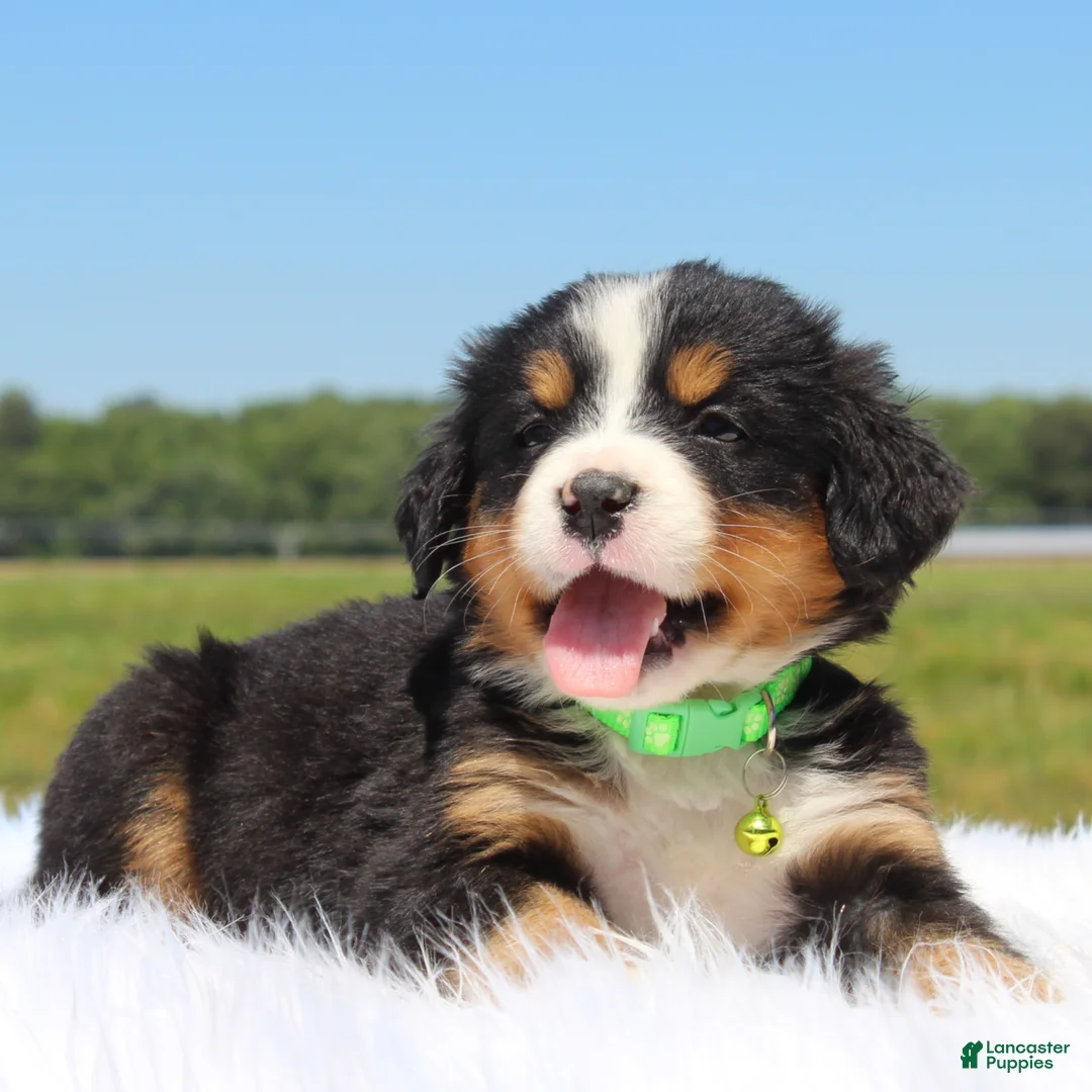 Bernese Mountain Dog dogs for sale: Ivy - Ad 2