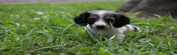 Miniature Dachshund dogs for sale: Stella - Ad 4