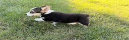 Welsh Corgi Pembroke dogs for sale: Annie - Ad 11