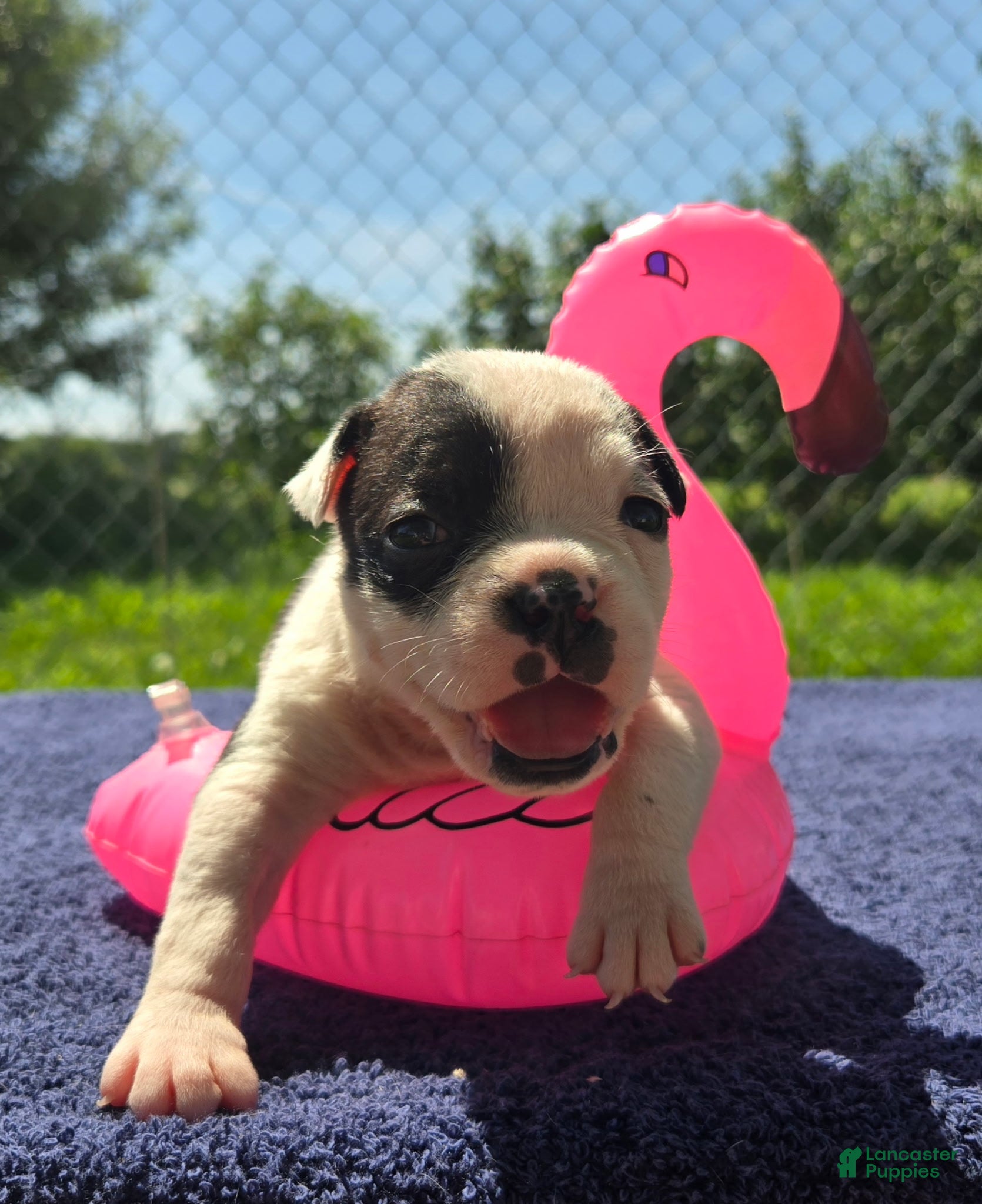 Olde English Bulldogge dogs Bopeep - Ad 1