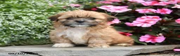 Shih Tzu dogs for sale: Maisie - Ad 1
