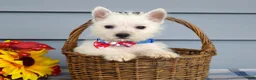 West Highland Terrier dogs for sale: Max - Ad 3