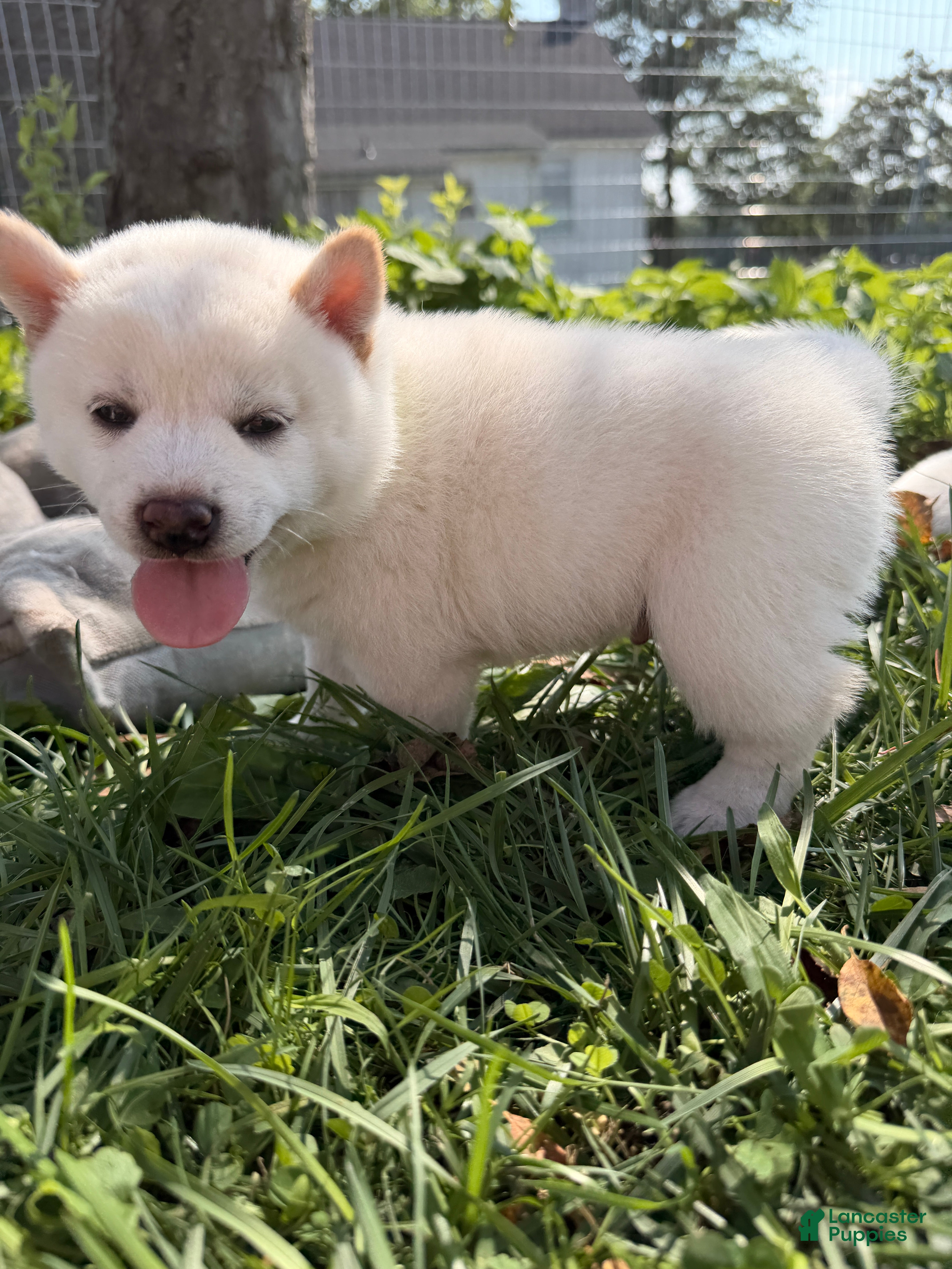 Shiba Inu dogs Loki - Ad 2