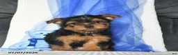 Yorkshire Terrier dogs for sale: Levi  - Ad 3