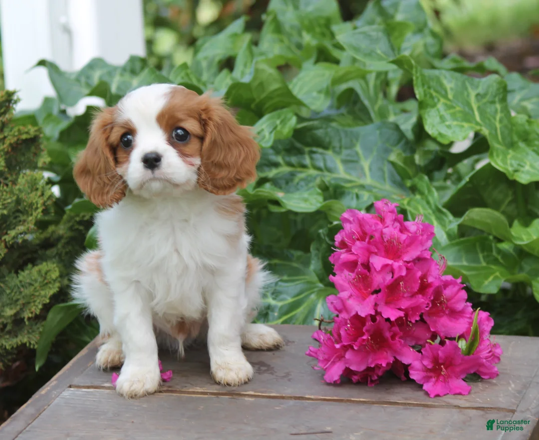 Cavalier King Charles Spaniel dogs for sale: Luke - Ad 1