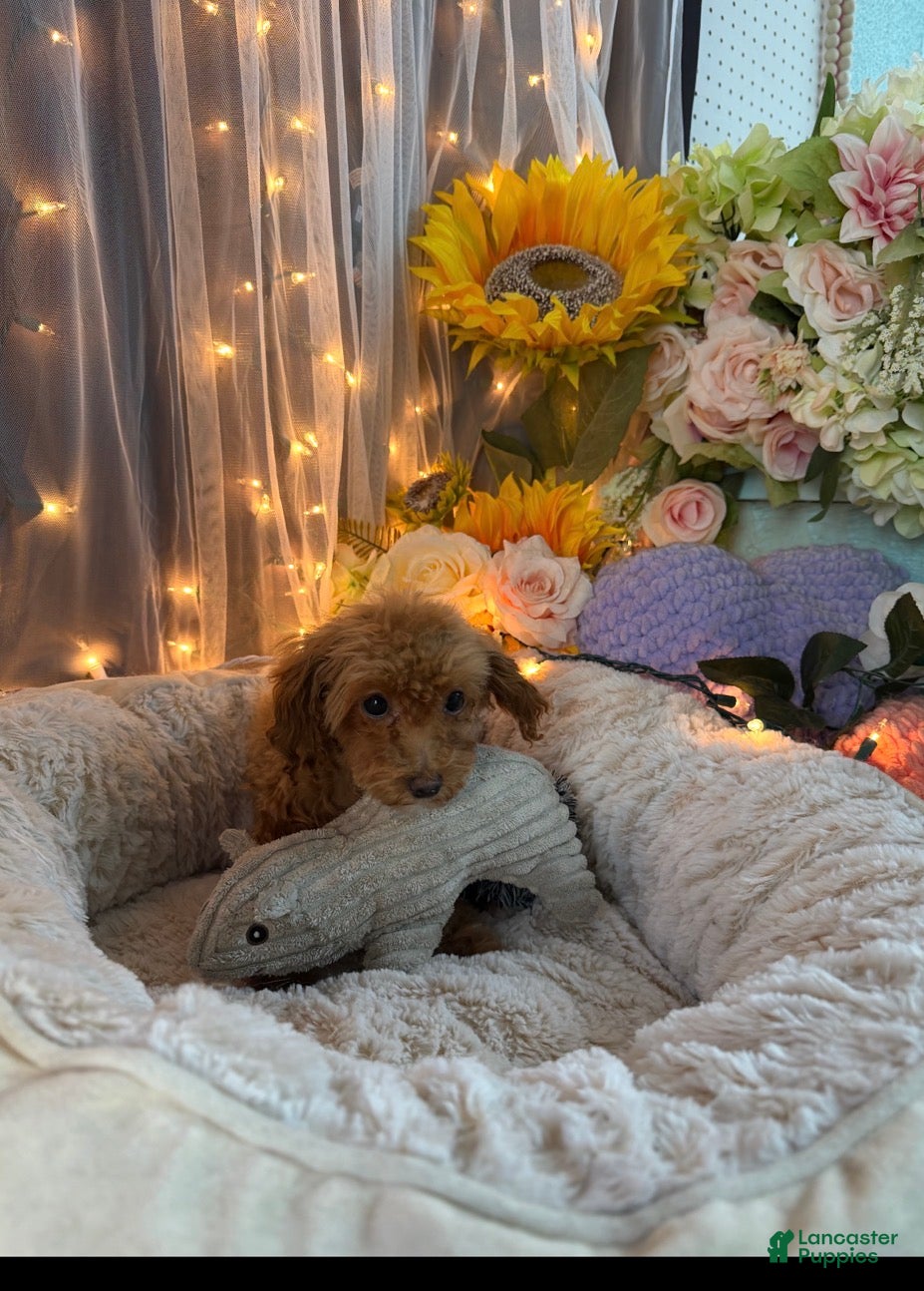 Miniature Poodle dogs Miniature Poodle 3 - Ad 1