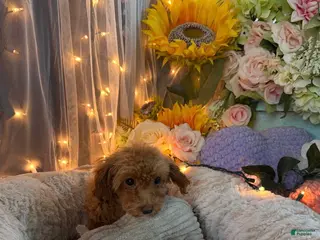 Miniature Poodle dogs for sale: Miniature Poodle 3 - Ad 1