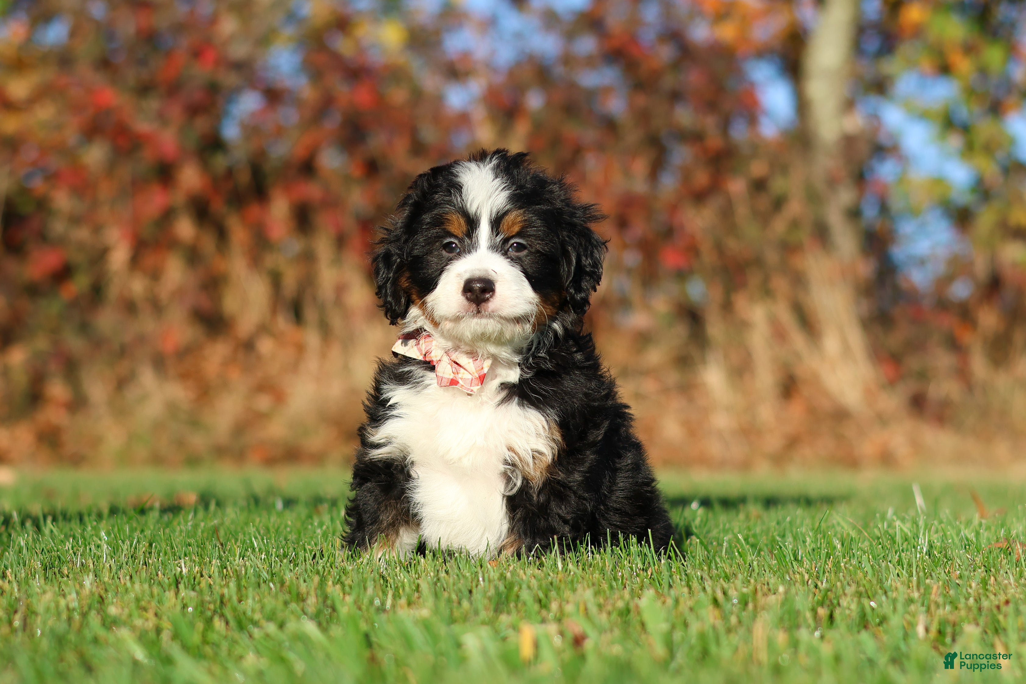 Mini Bernedoodle dogs for sale: Colt - Ad 1
