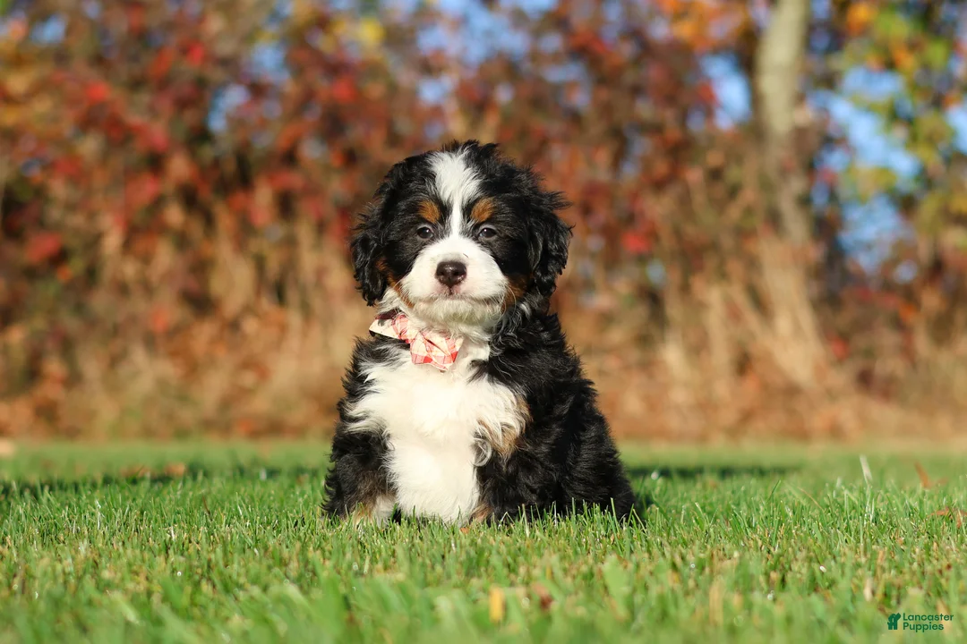 Mini Bernedoodle dogs for sale: Colt - Ad 1