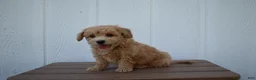 Bichpoo dogs for sale: Kevin 🐶✨ - Ad 25