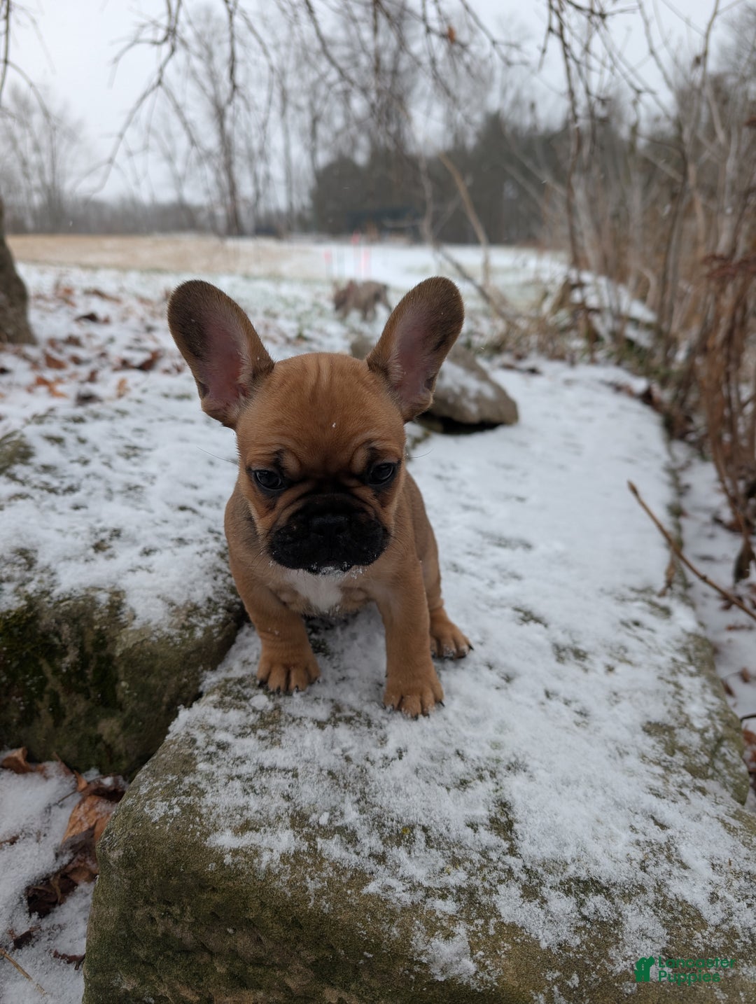French Bulldog dogs for sale: Chocolate Obsession - Ad 3