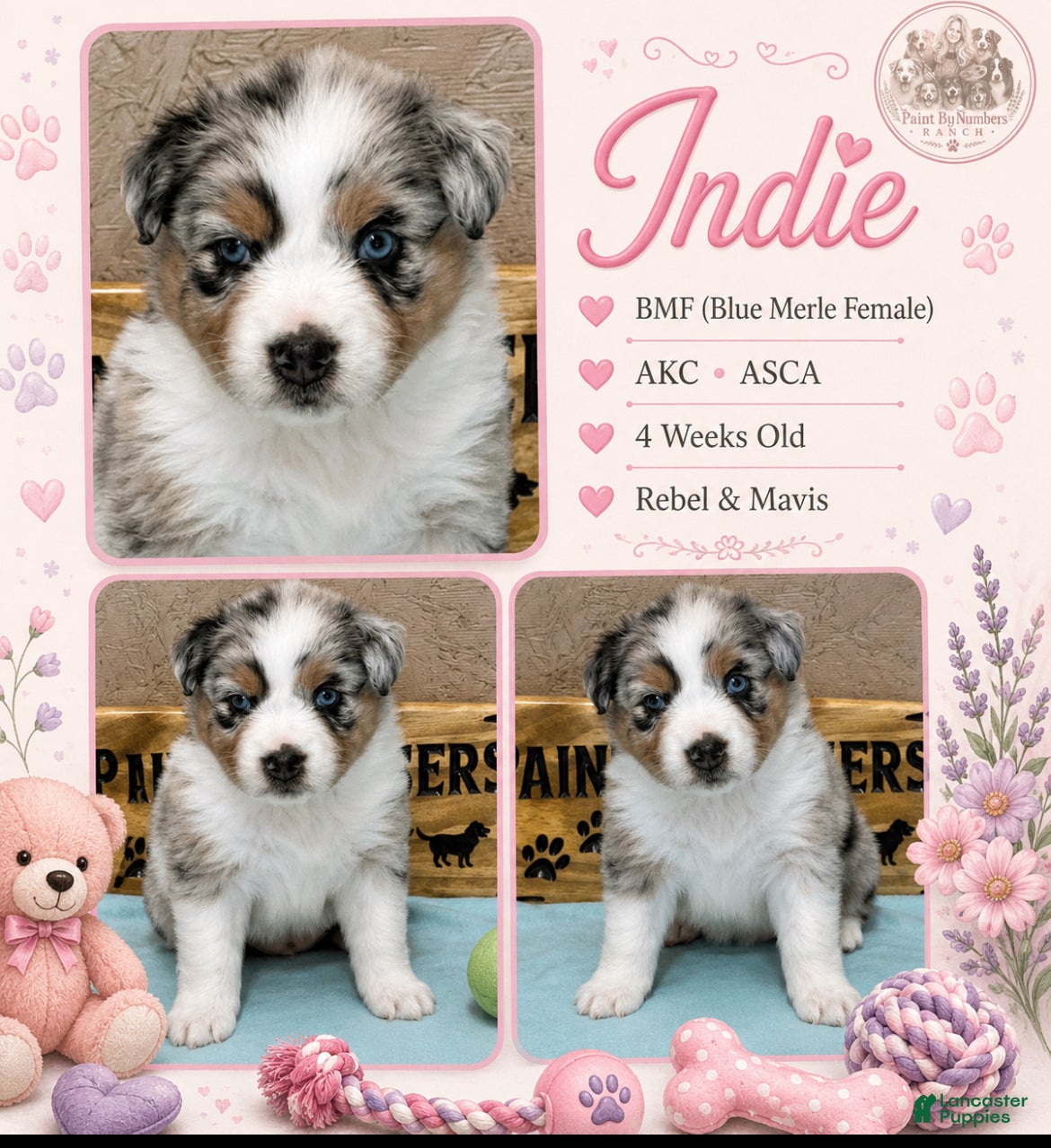 Australian Shepherd dogs Indie on hold  - Ad 16