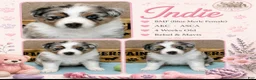 Australian Shepherd dogs for sale: Indie on hold  - Ad 2