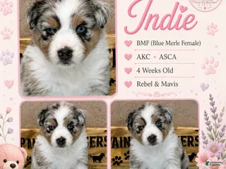 Australian Shepherd dogs Indie on hold - Ad 16