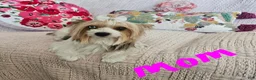 Mixed Breed dogs for sale: TCup Mickey - Ad 7