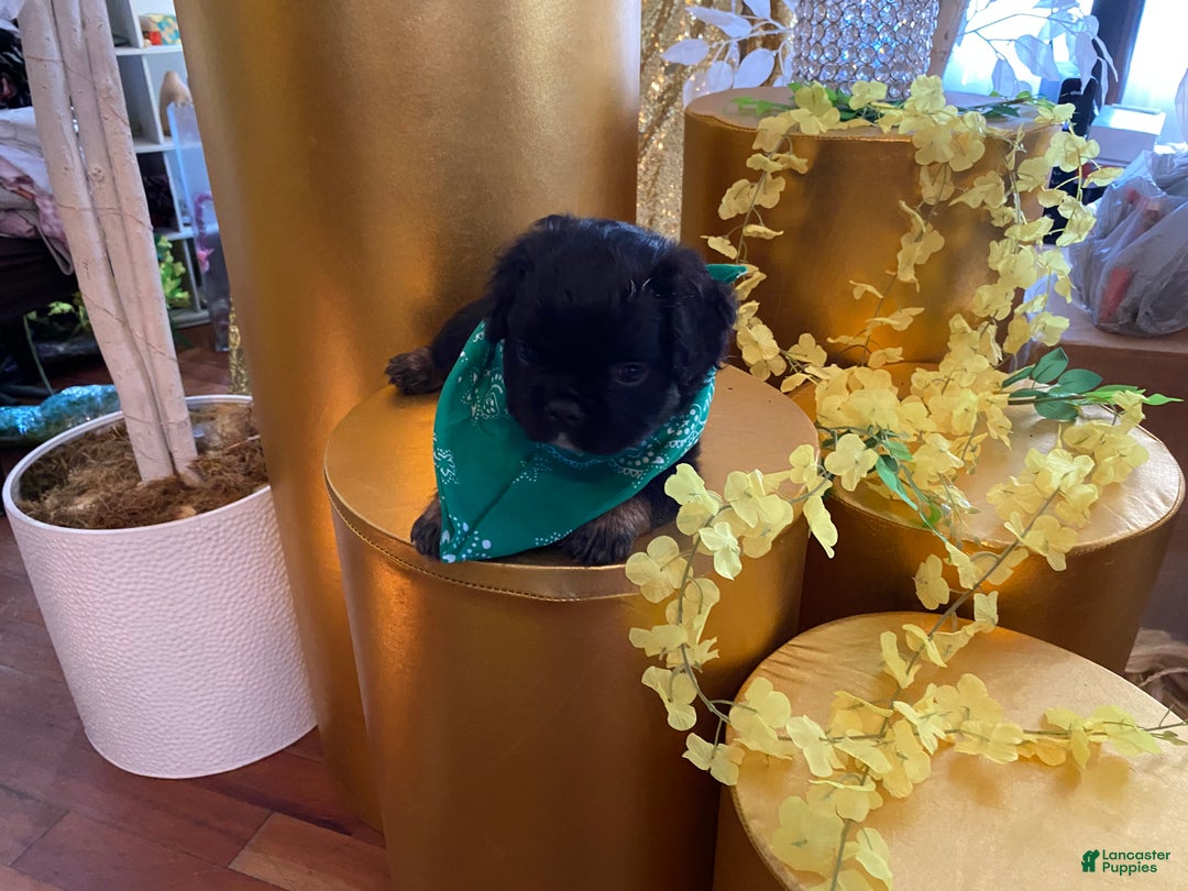 French Bulldog dogs for sale: Sage  - Ad 3