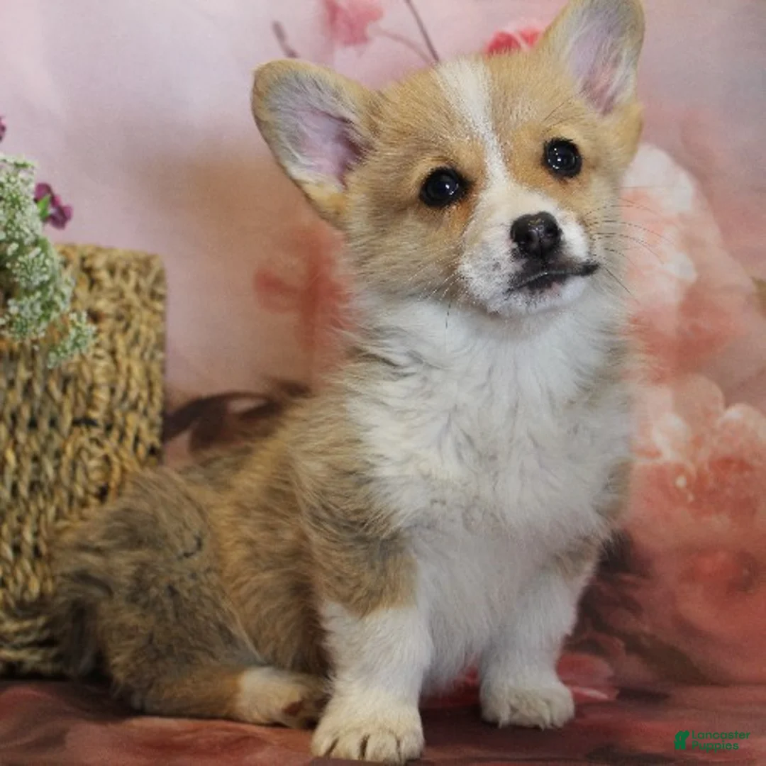 Welsh Corgi Pembroke dogs for sale: Scout - Ad 2