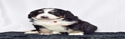 Bernedoodle dogs for sale: Mr. Sailor - Ad 4