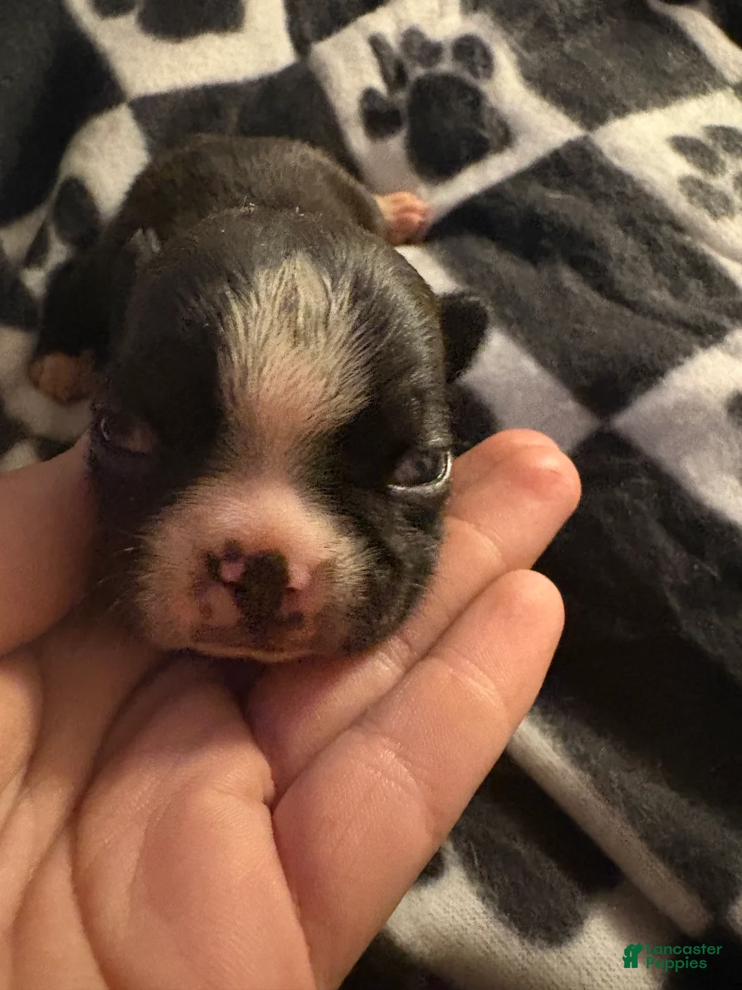 Boston Terrier dogs for sale: Ariel - Ad 2