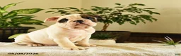 English Bulldog dogs for sale: Roosevelt - Ad 2