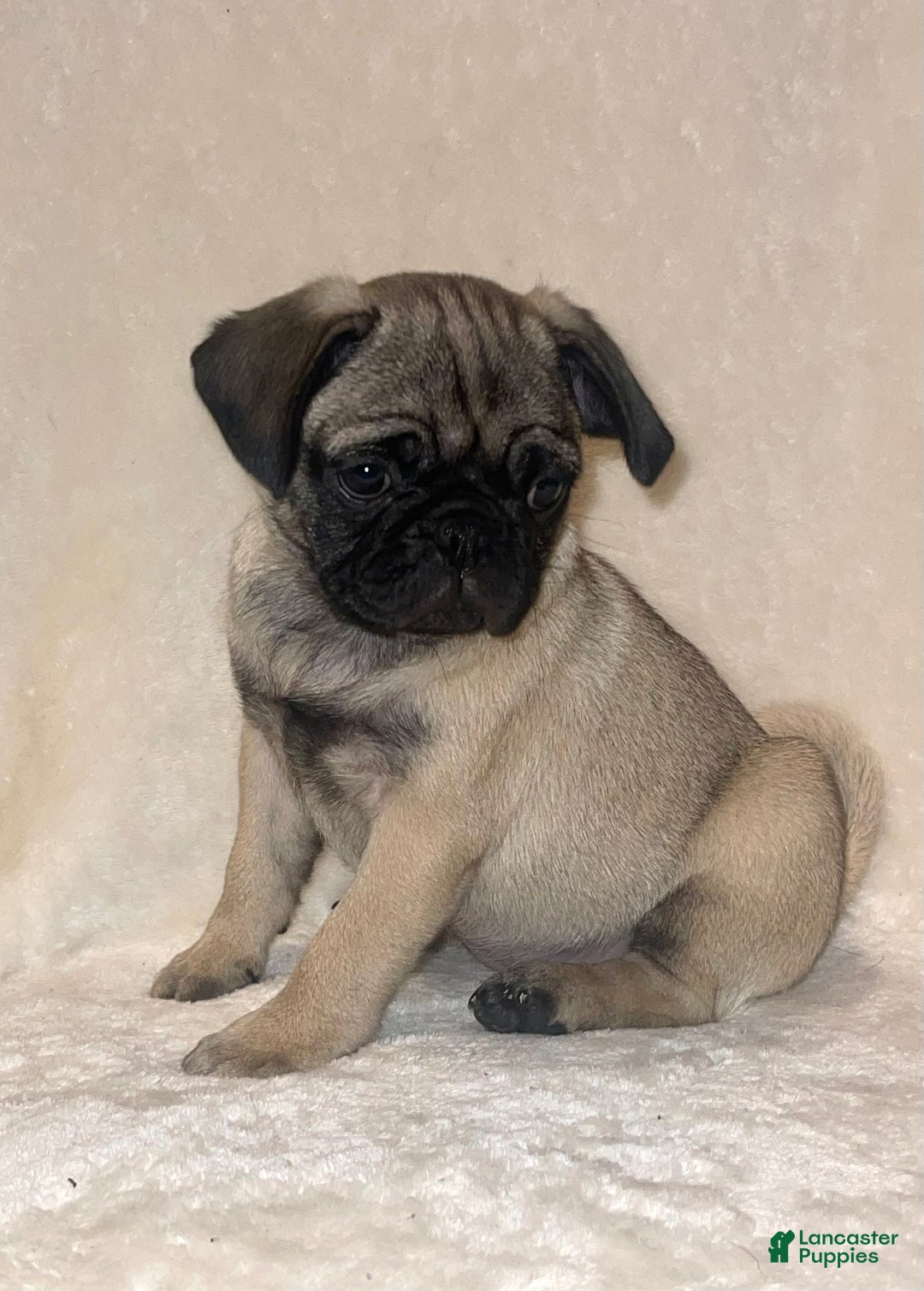 Pug dogs for sale: Vanilla - Ad 6