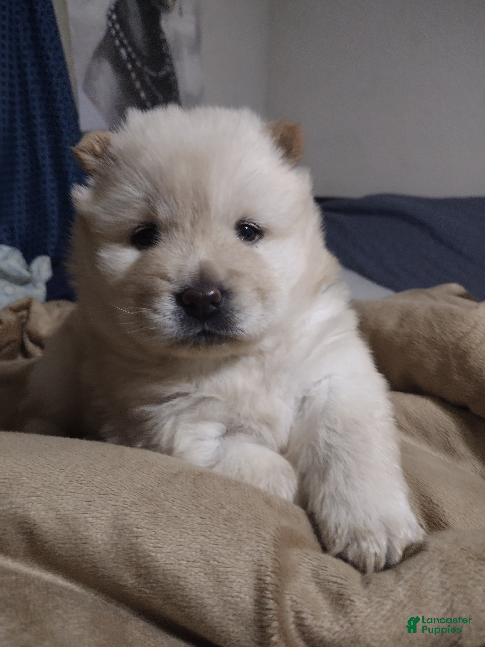 Dog Reputable Chow Chow Breeders Chao Chao White Chow Chow Dog